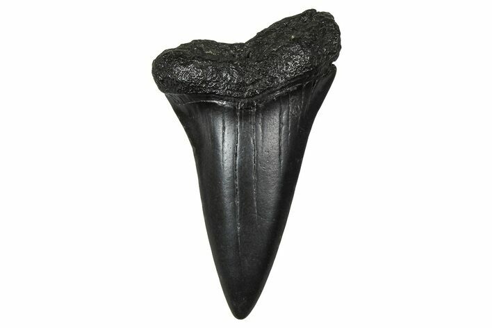Fossil Broad-Toothed Mako Tooth - South Carolina #374768